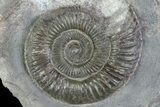 Dactylioceras Ammonite Fossil - England #84917-1